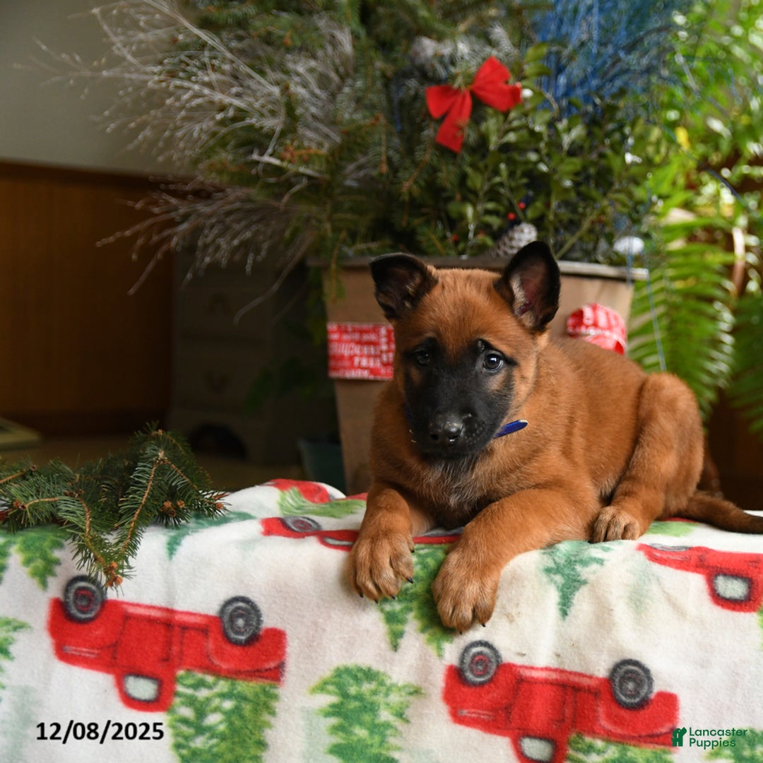 Belgian Malinois dogs for sale: Blueberry - Ad 4