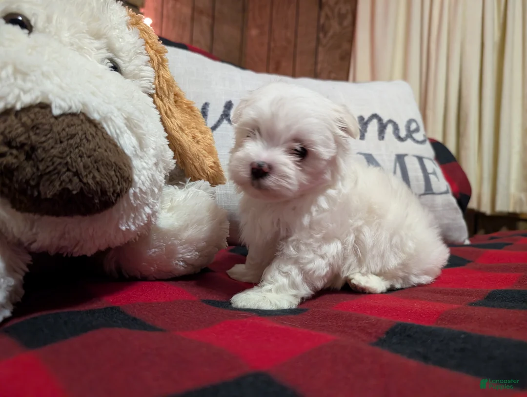 Maltese dogs for sale: Maltese Puppy 1 - Ad 7