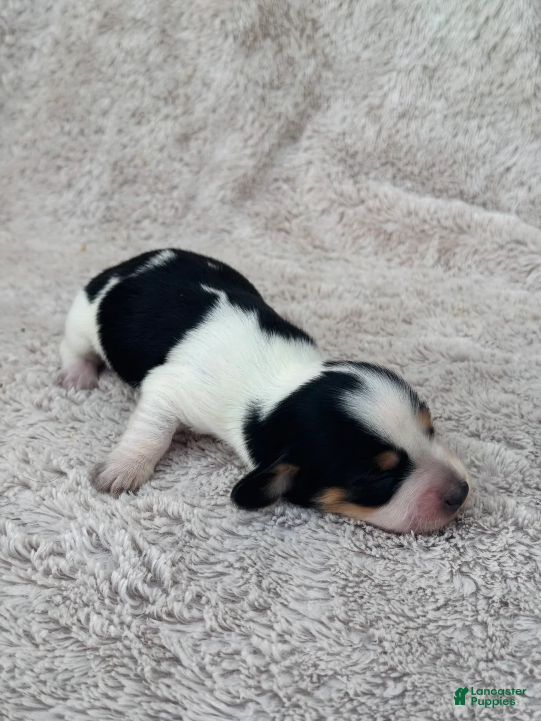 Miniature Dachshund dogs for sale: AKC Longhair Black PIEBALD Mini Dachshund GIRL - Ad 2