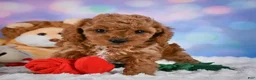 Cavapoo dogs for sale: Angel - Ad 2