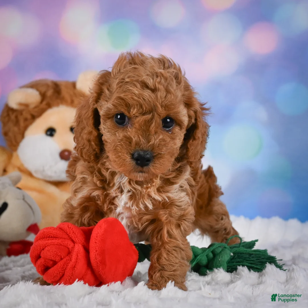 Cavapoo dogs for sale: Angel - Ad 2