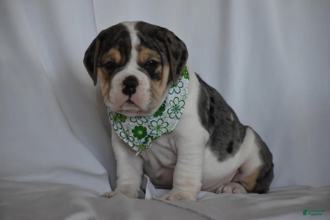 Beabull dogs for sale: Iris - Ad 4