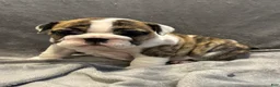 English Bulldog dogs for sale: English Bulldog 4 - Ad 3