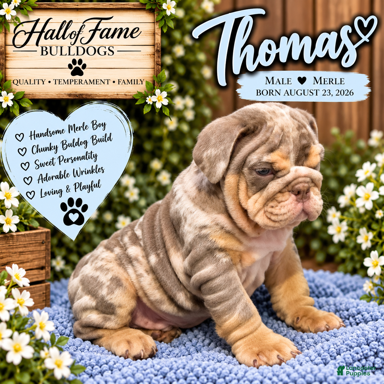 English Bulldog dogs for sale: THOMAS - Ad 2