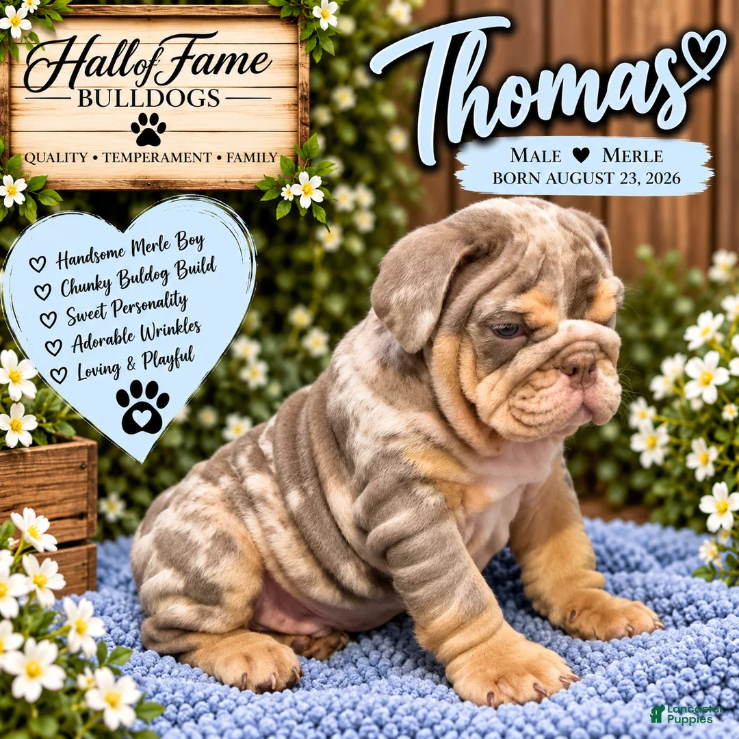 English Bulldog dogs for sale: THOMAS - Ad 2