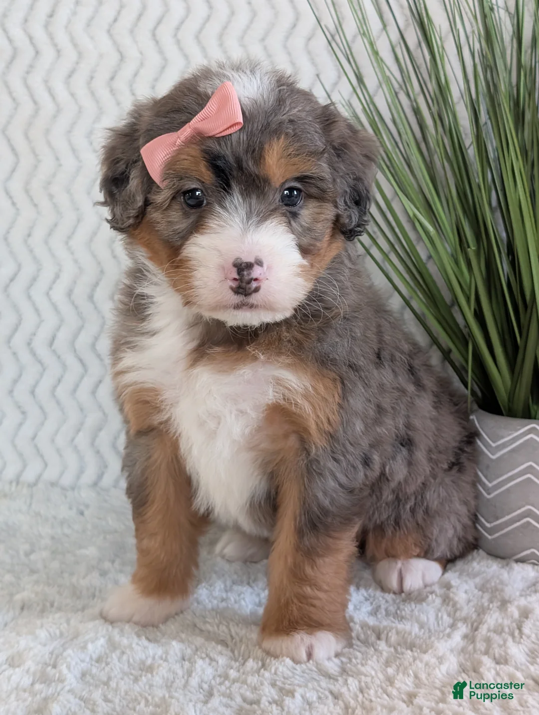 Mini Bernedoodle dogs for sale: Mini Poppy  - Ad 8