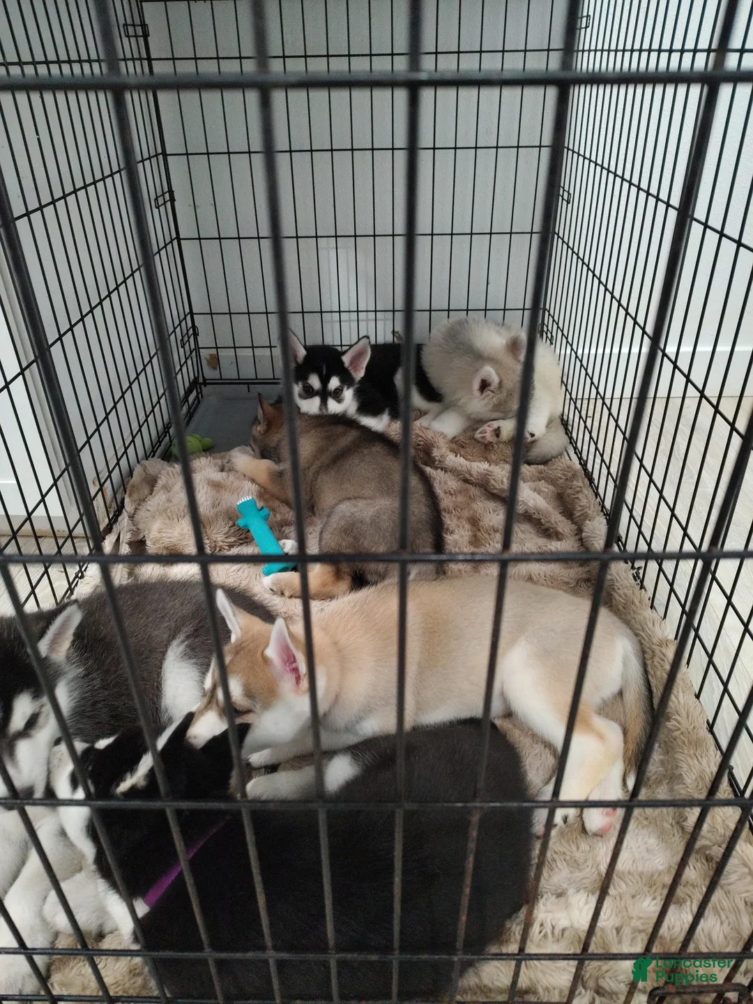 Gerberian Shepsky dogs for sale: Gerberian Shepsky Puppy 2 - Ad 3