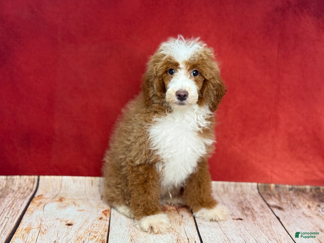 Teddy Bear dogs for sale: Bella - Ad 6