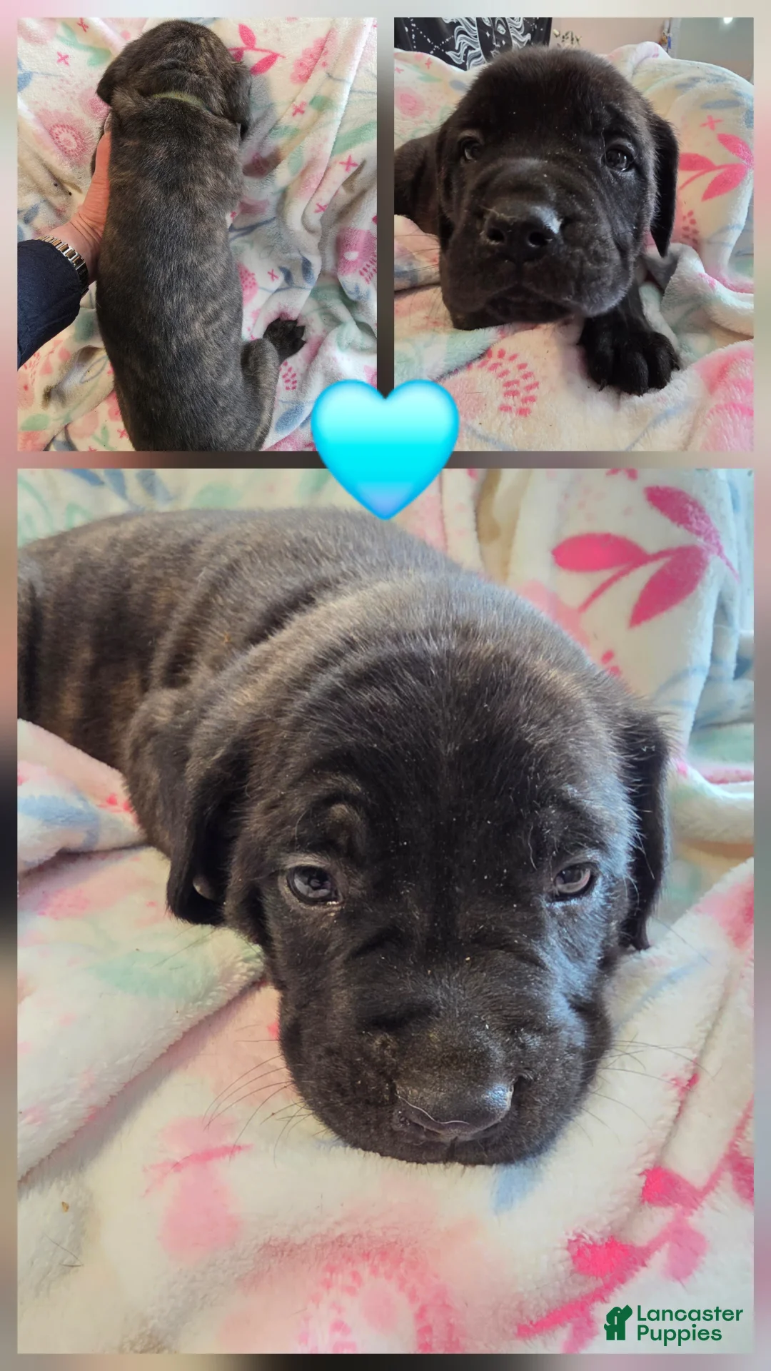English Mastiff dogs for sale: English Mastiff Puppy 🩵 - Ad 2