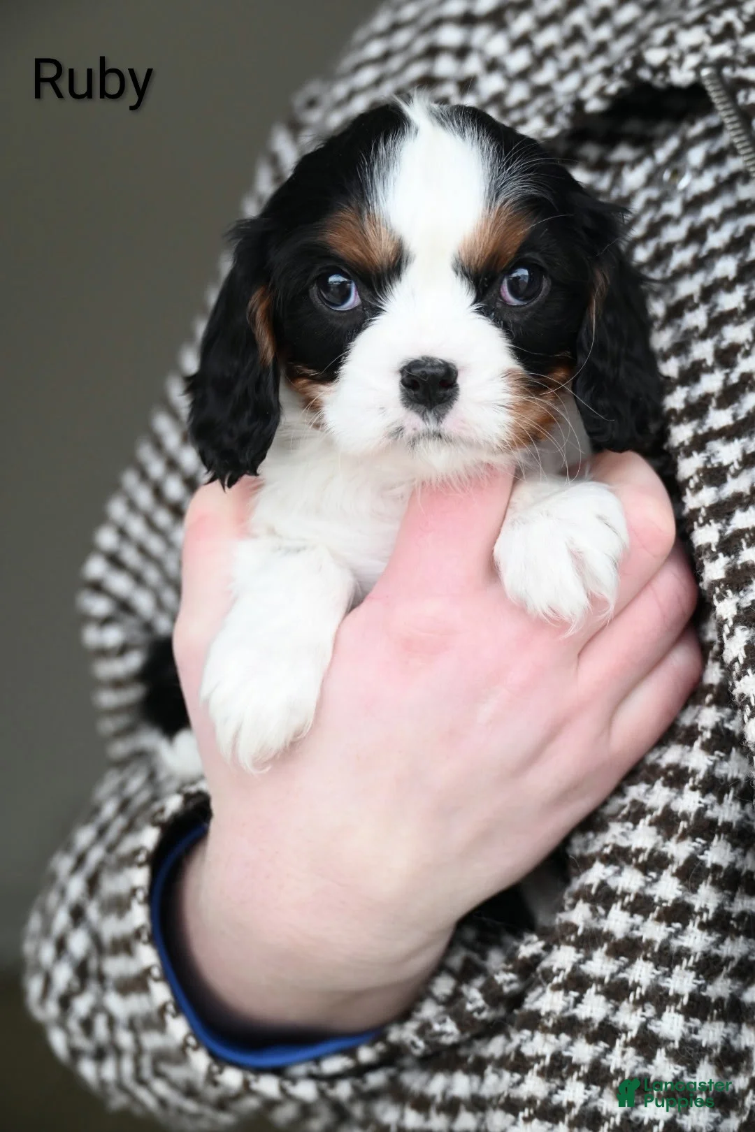 Cavalier King Charles Spaniel dogs for sale: Ruby - Ad 4