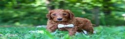 Goldendoodle dogs for sale: Freddy - Ad 5