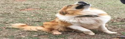 Collie dogs for sale: Crockett - Ad 6