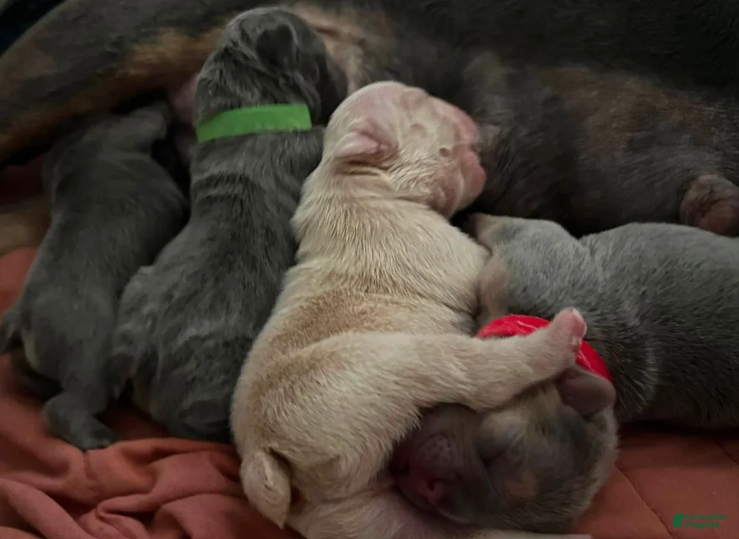 French Bulldog dogs for sale: French Bulldog 2 - Ad 4