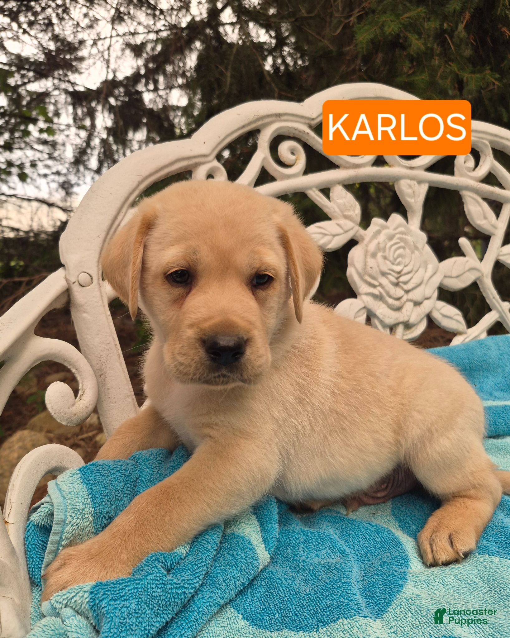 Labrador Retriever dogs Karlos - Ad 1