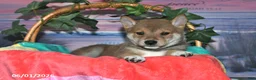 Shiba Inu dogs for sale: Lyndon - Ad 4