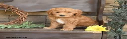 Mini Goldendoodle dogs for sale: Madeline - Ad 2
