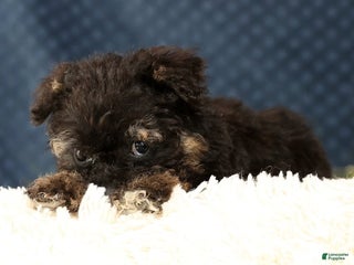 Havapoo dogs Polly - Ad 21