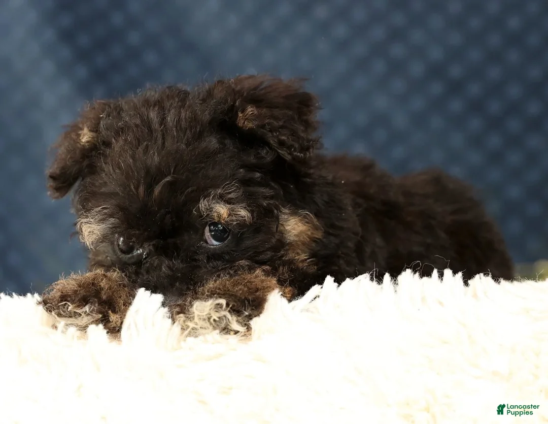 Havapoo dogs for sale: Polly - Ad 1