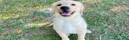 Golden Retriever dogs for sale: Golden Retriever Puppy 1 - Ad 6