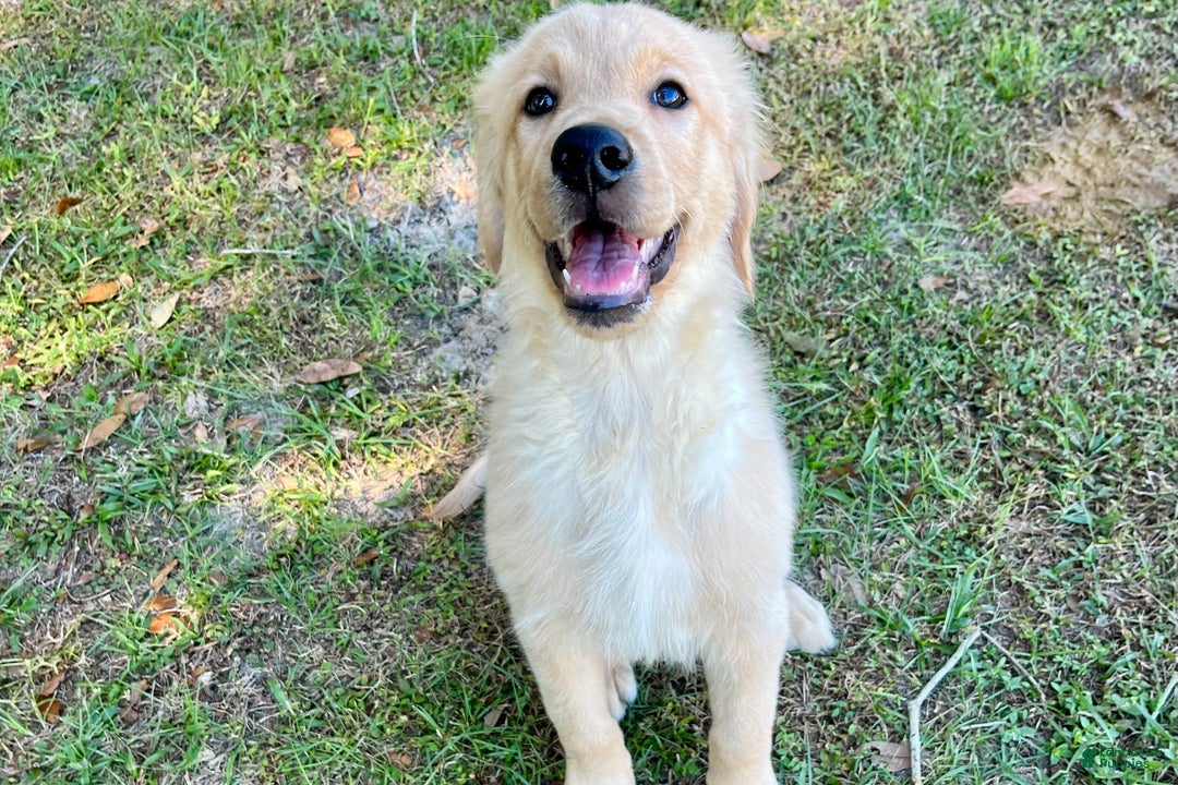 Golden Retriever dogs for sale: Golden Retriever Puppy 1 - Ad 6
