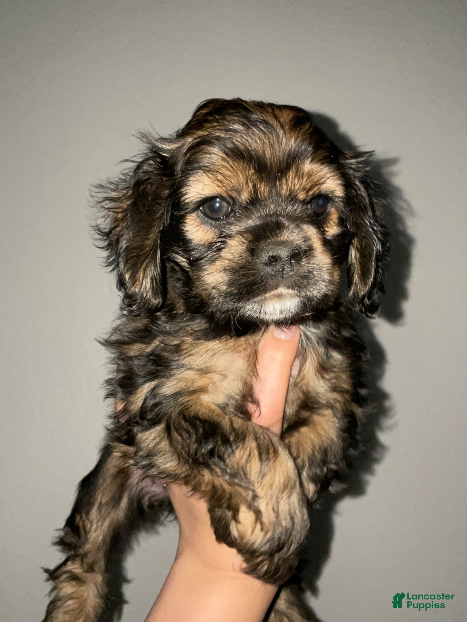 Cocker Spaniel dogs Nancy - Ad 16
