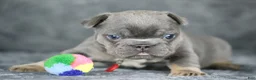 French Bulldog dogs for sale: Mara - Ad 3