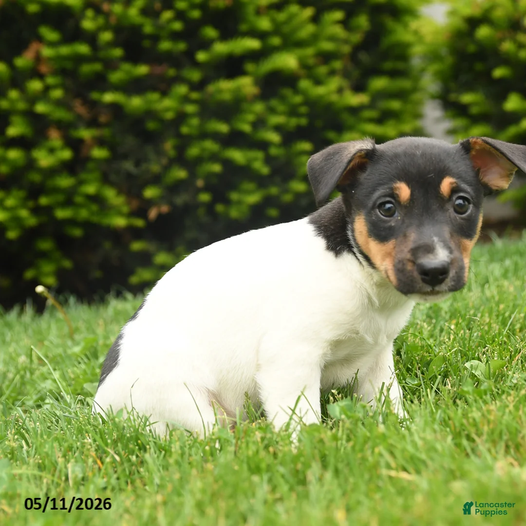 Jack Russell Terrier dogs for sale: Bena - Ad 3