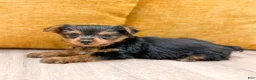 Yorkshire Terrier dogs for sale: Penny - Ad 4