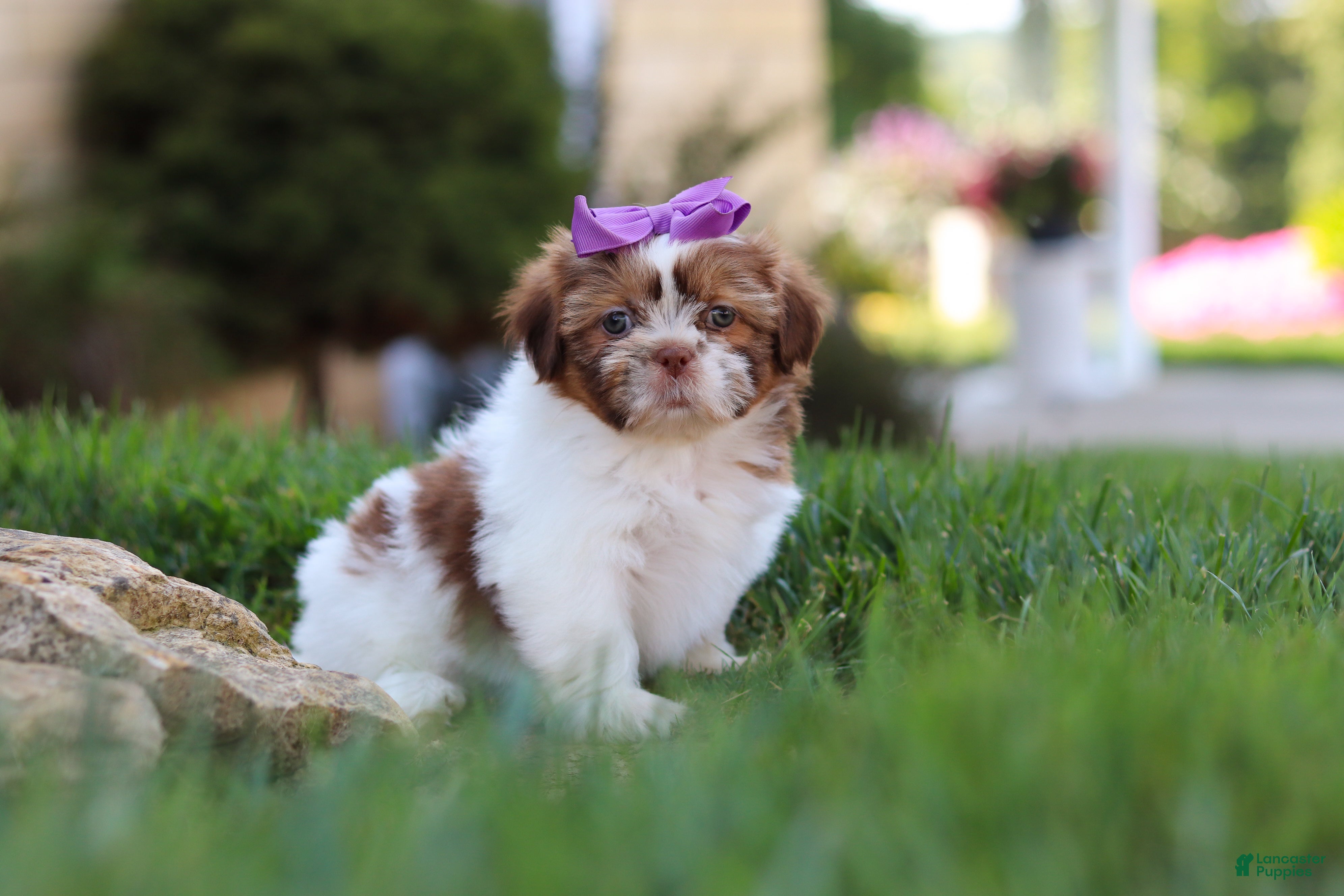 Shih Tzu dogs Honey - Ad 2