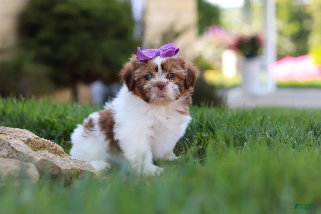 Shih Tzu dogs for sale: Honey - Ad 2