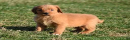 Golden Retriever dogs for sale: Tammy     Genetic/OFA - Ad 6