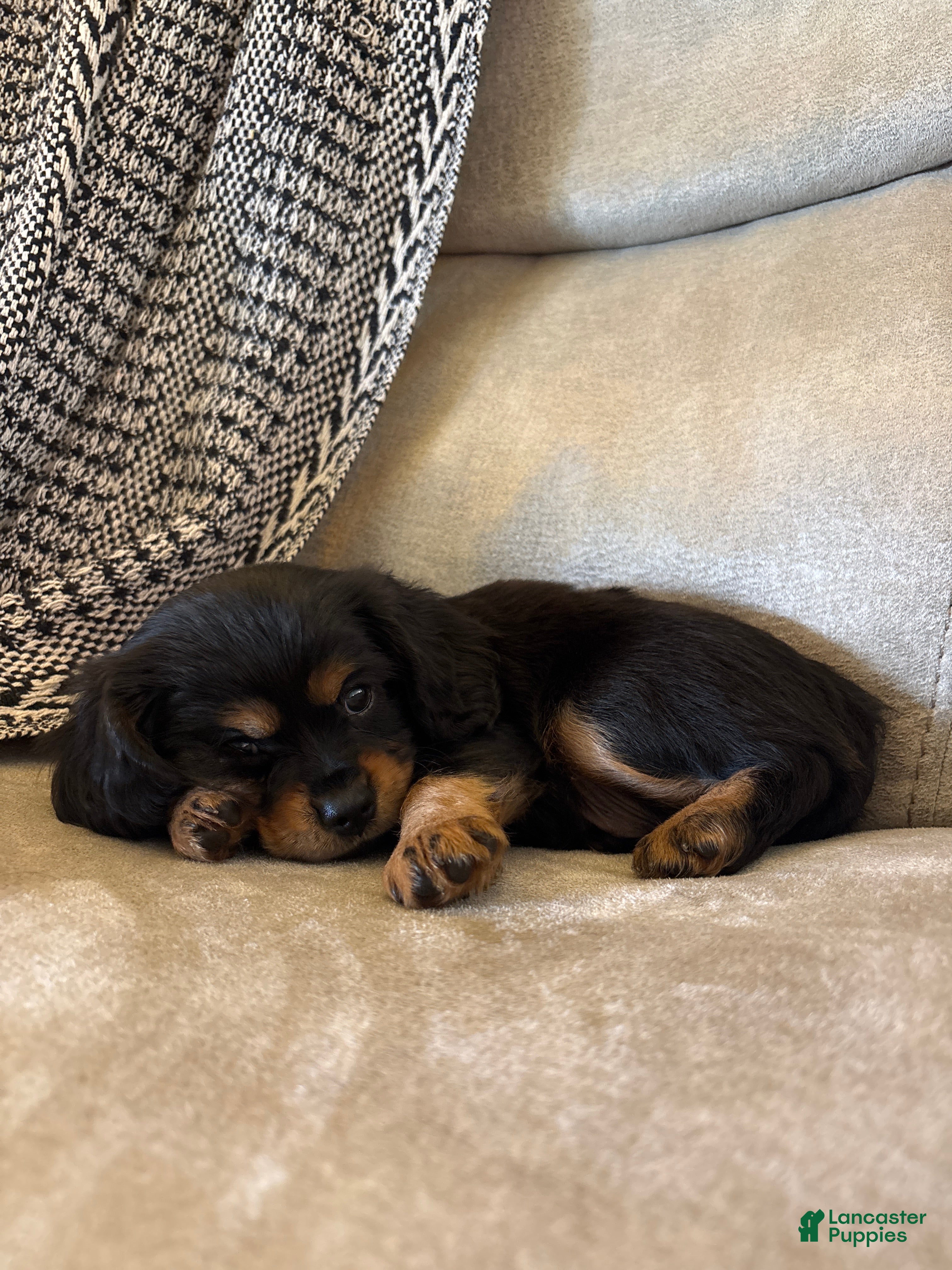 Mixed Breed dogs Barrett  - Ad 2
