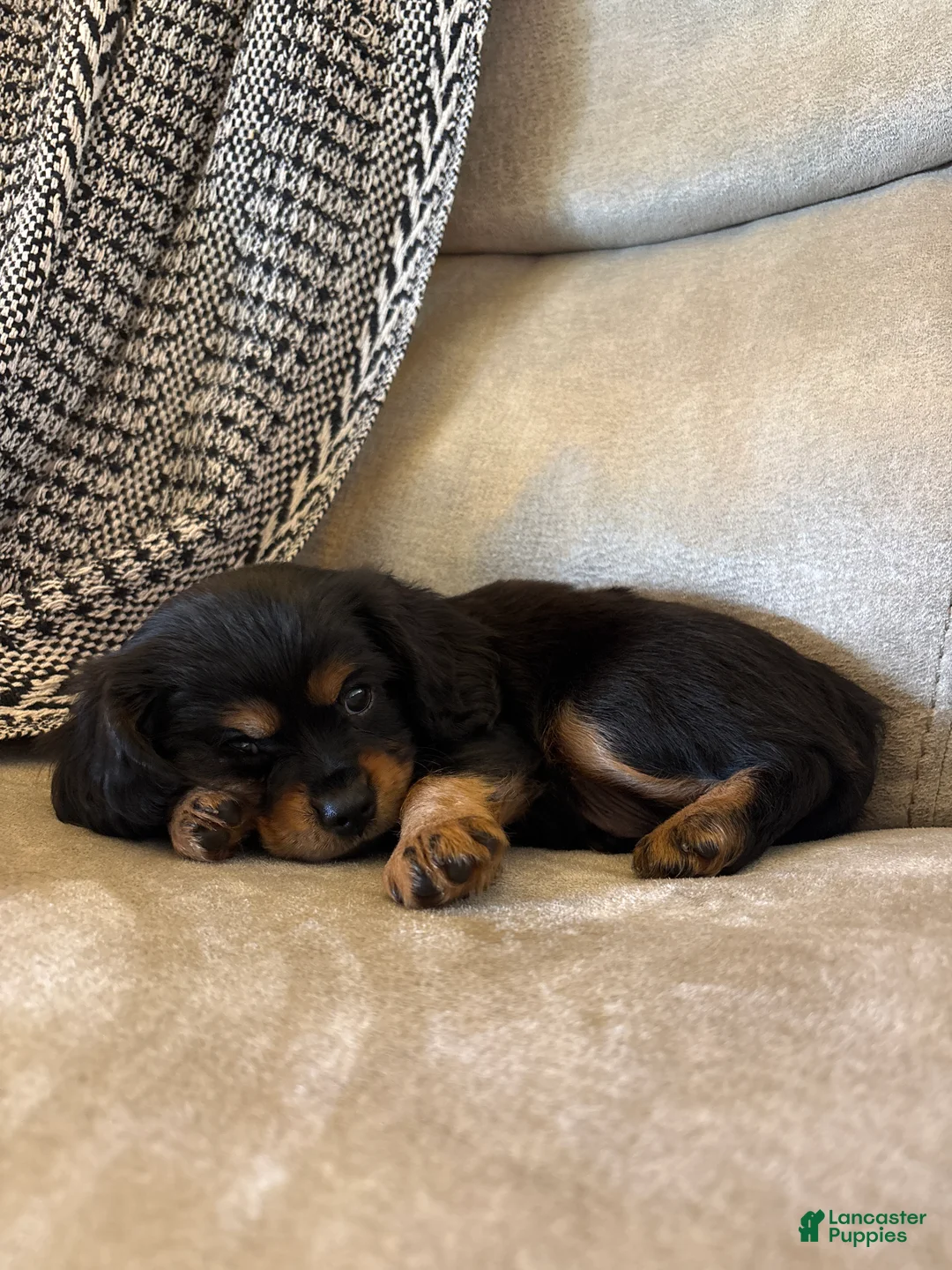 Mixed Breed dogs for sale: Barrett  - Ad 2