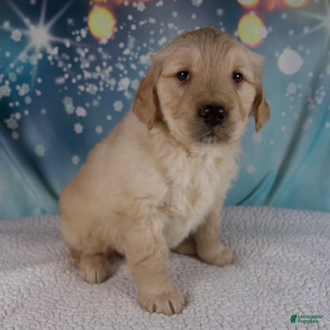 Golden Retriever dogs for sale: Evie - Ad 1