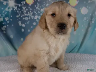 Golden Retriever dogs Evie - Ad 5