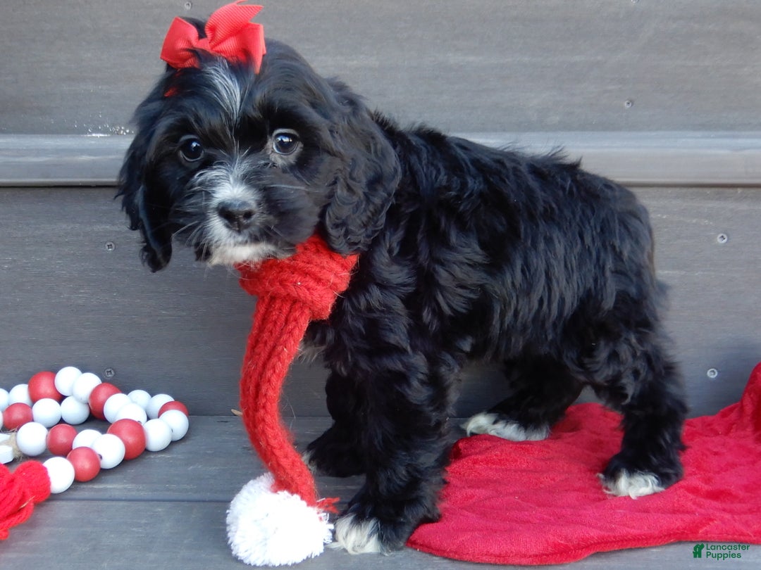 Cockapoo dogs for sale: Lettie - Ad 2