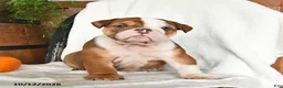 English Bulldog dogs for sale: Clyde - Ad 4
