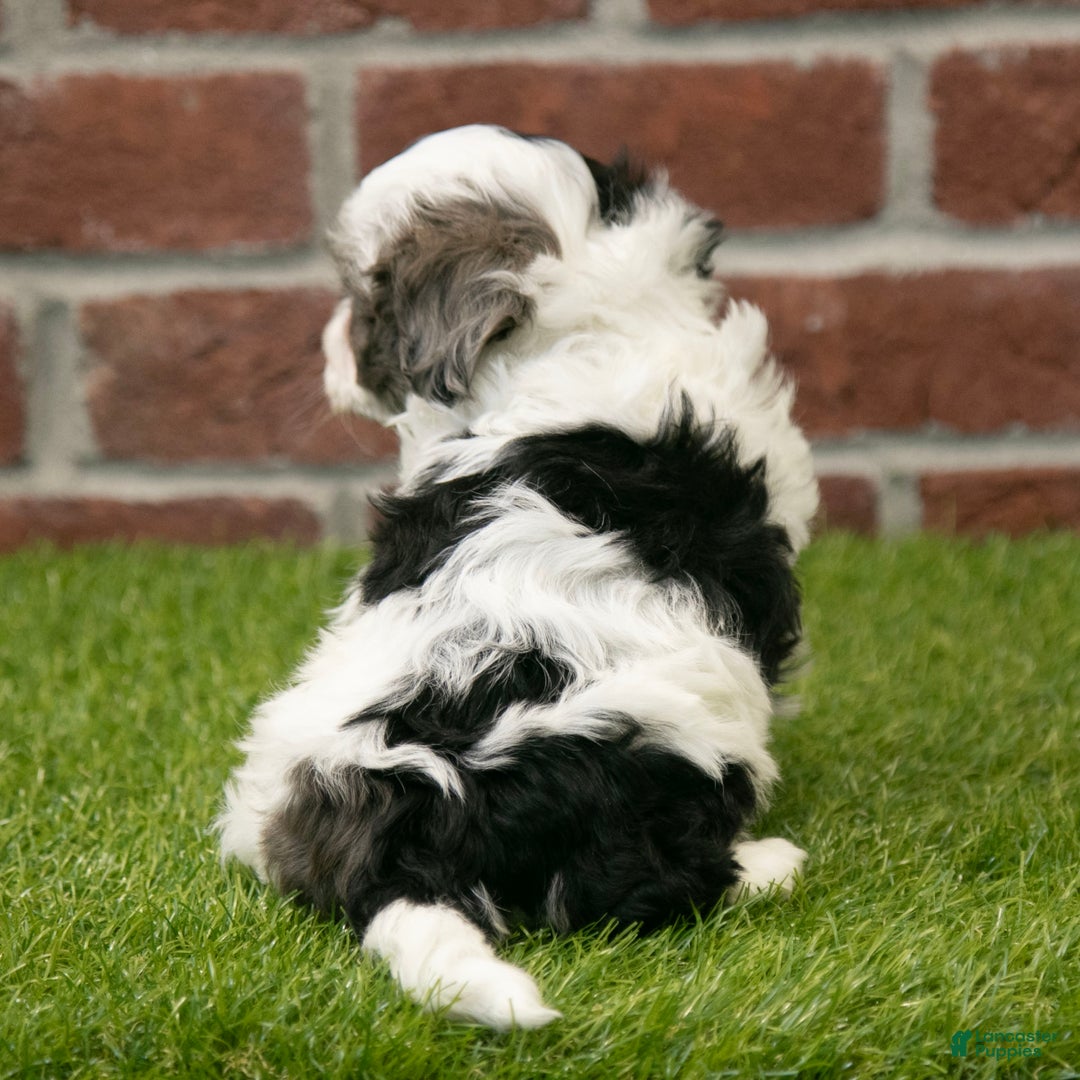 Havapoo dogs for sale: Bear - Ad 5