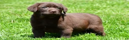 Labrador Retriever dogs for sale: Travis - Ad 2