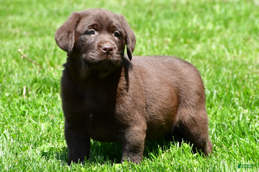Labrador Retriever dogs for sale: Travis - Ad 2