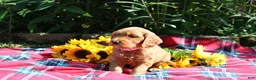 Mixed Breed dogs for sale: Posey - Irish Goldendoodle  - Ad 19