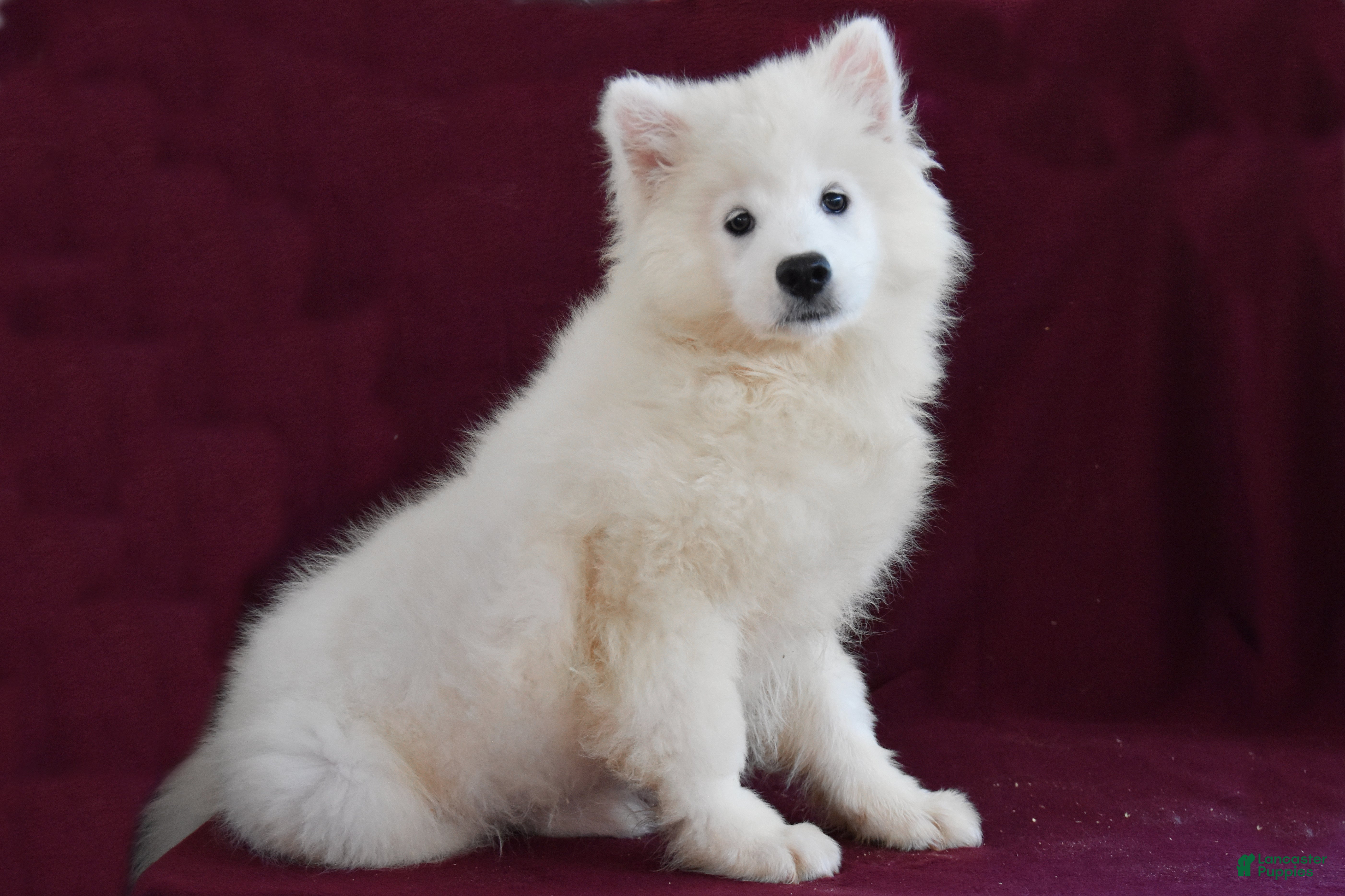 Samoyed dogs Charlie - Ad 1