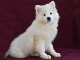 Samoyed dogs Charlie - Ad 2