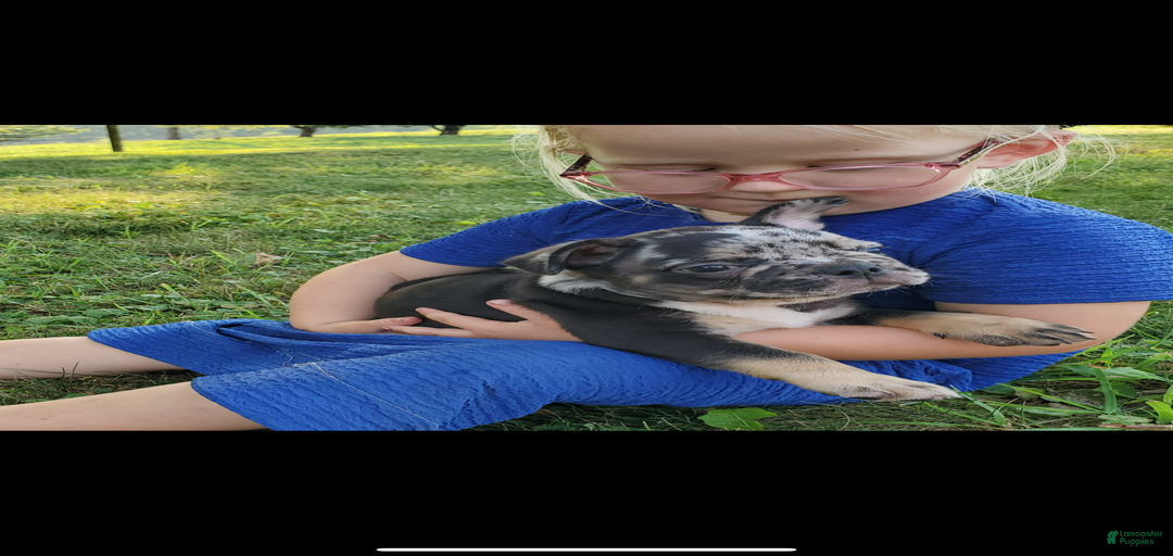 Gallery Image {{count}}