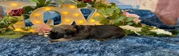 Cane Corso dogs for sale: Lily - Ad 2