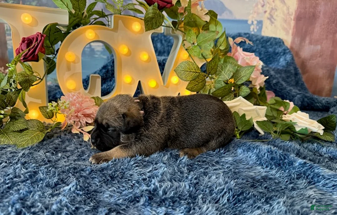 Cane Corso dogs for sale: Lily - Ad 2