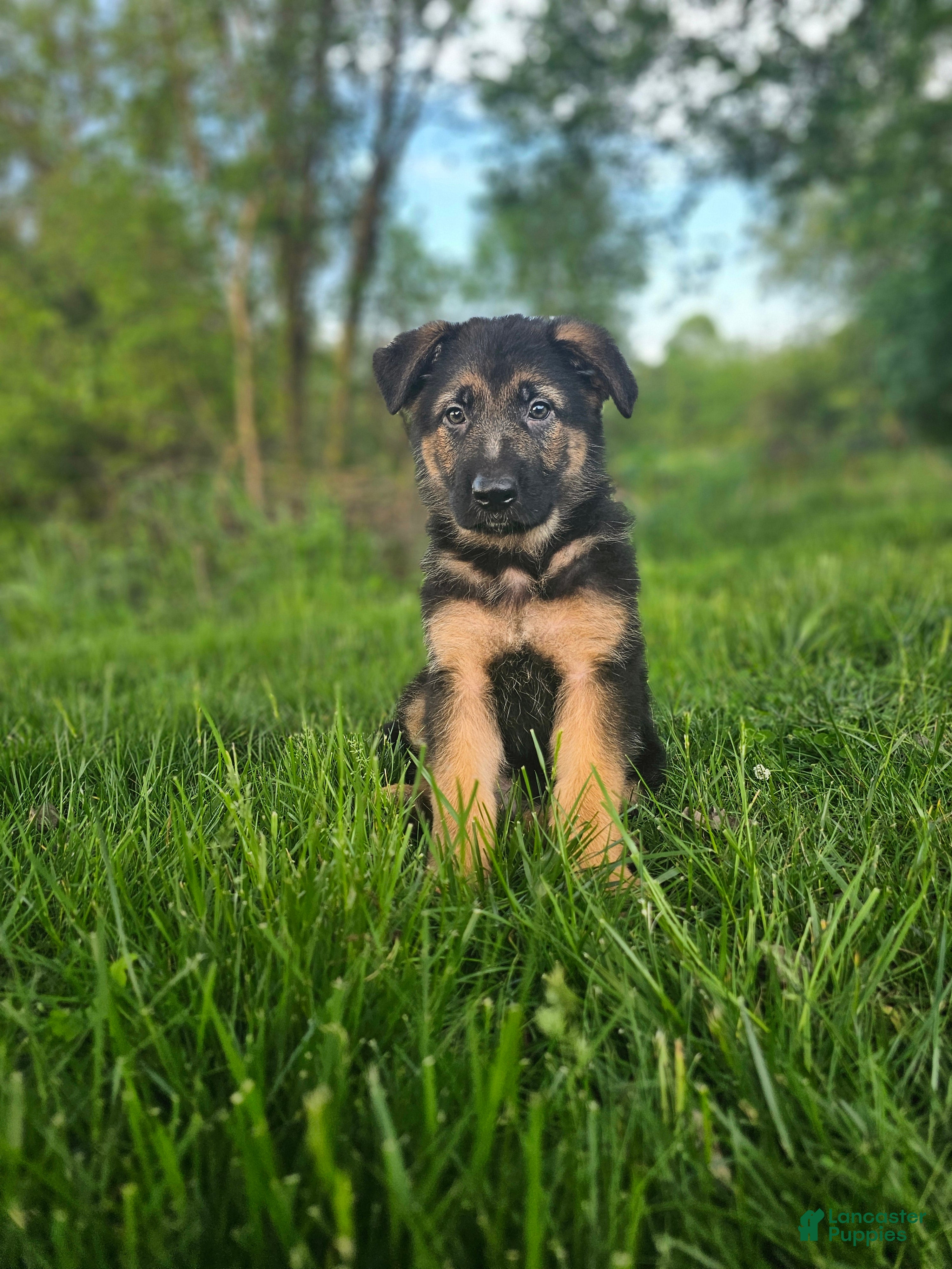 German Shepherd dogs Cannon - Ad 2