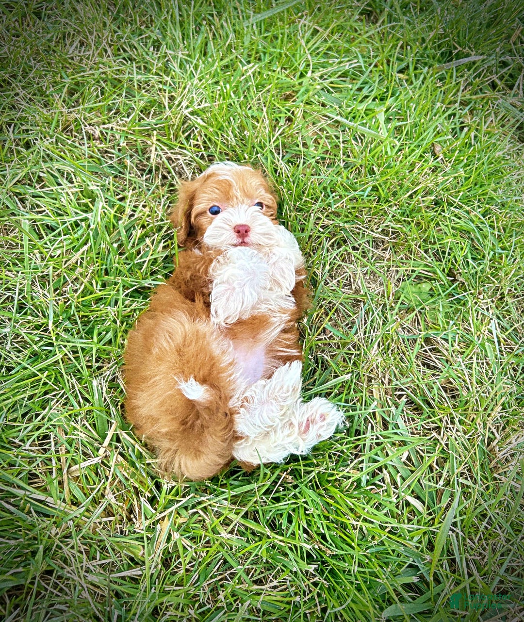 Havapoo dogs for sale: Trinket - Ad 8