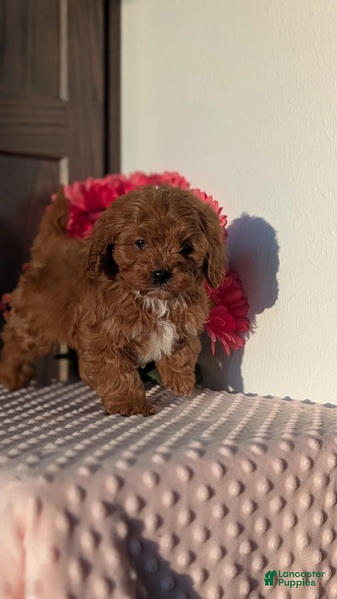 Cavapoo dogs for sale: Turbo  - Ad 7