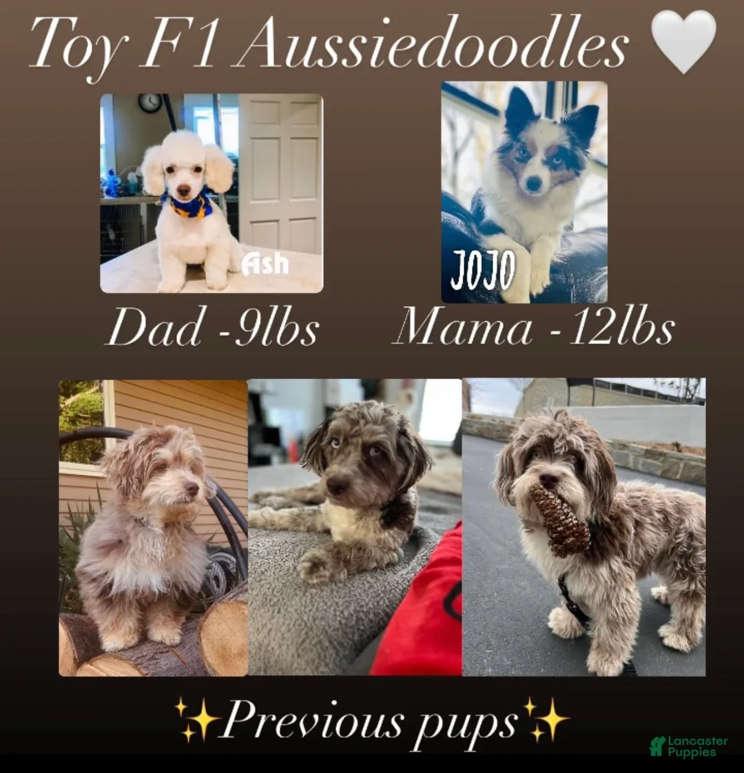 Mini Aussiedoodle dogs for sale: Jade - Ad 5